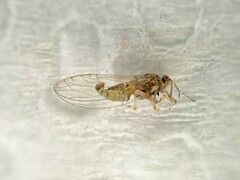 Bactericera cockerelli