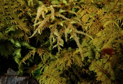 Brotherella recurvans