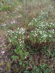Symphyotrichum × versicolor