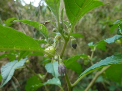 Deprea sylvarum