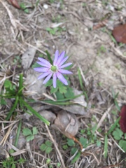 Anemone berlandieri