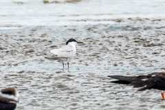 Gelochelidon nilotica