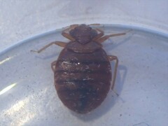 Cimex lectularius