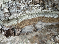 Acarospora fuscata