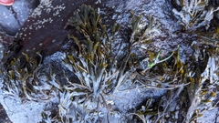 Fucus