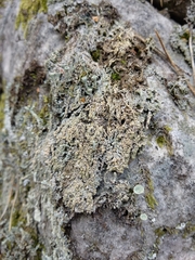 Trapeliopsis granulosa