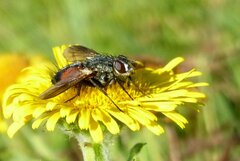 Eriothrix rufomaculata