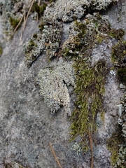 Trapeliopsis granulosa