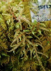 Brotherella recurvans