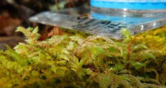 Brotherella recurvans