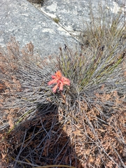 Disa ferruginea