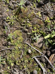 Geothallus tuberosus