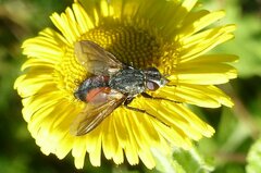 Eriothrix rufomaculata