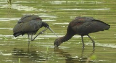 Plegadis chihi