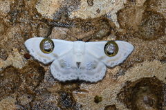 Problepsis plenorbis