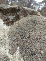 Protoparmelia badia