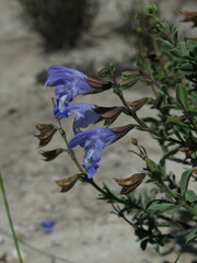 Salvia muirii