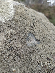 Protoparmelia badia
