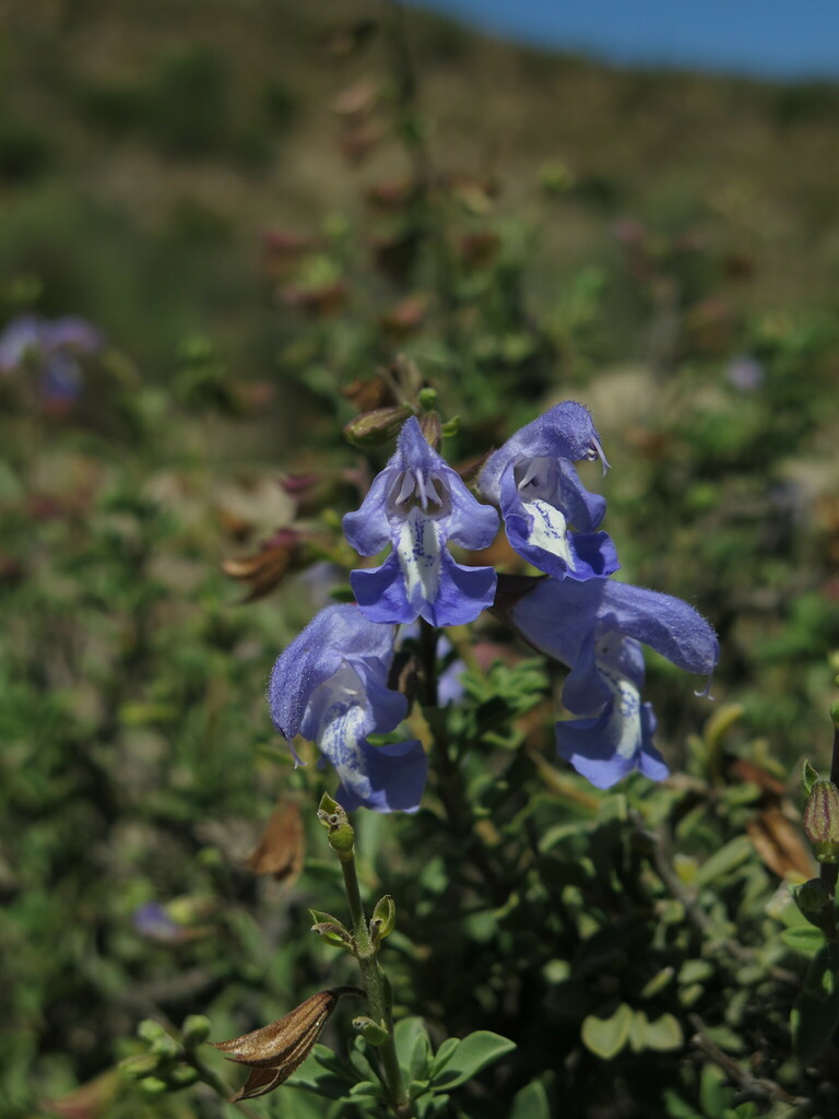 Vicks Sage