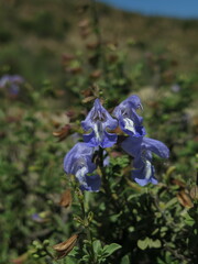 Salvia muirii