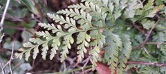 Asplenium onopteris