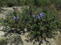 Salvia muirii