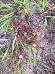 Hemimeris sabulosa