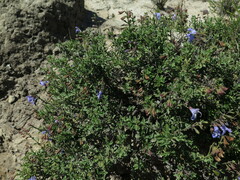Salvia muirii