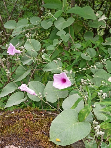 Ipomoea hieronymi, photograph 3