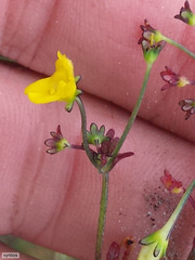 Hemimeris sabulosa