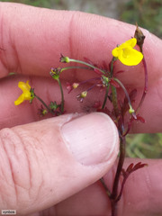 Hemimeris sabulosa