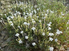 Barleria acanthoides
