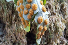Polypodium interjectum