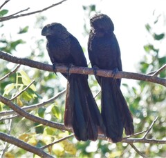 Crotophaga ani