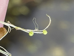 Callitriche longipedunculata