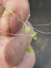 Callitriche longipedunculata