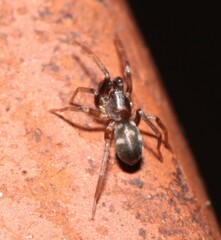 Phrurolithus