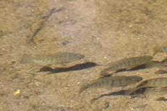 Oreochromis niloticus