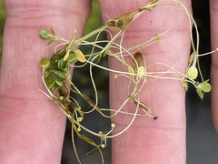 Callitriche longipedunculata