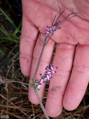 Cysticapnos cracca