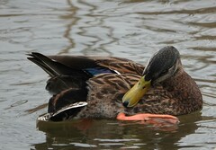Anas platyrhynchos × fulvigula