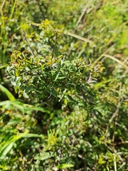 Searsia rigida
