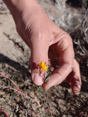 Berberis empetrifolia