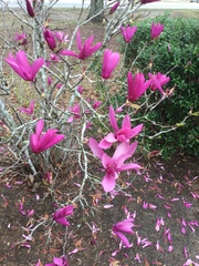 Magnolia liliiflora