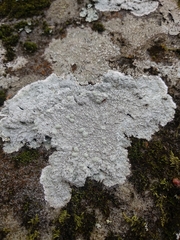 Varicellaria lactea