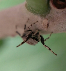 Zygoballus rufipes