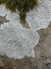 Pertusaria aspergilla