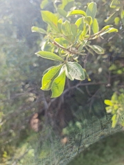 Searsia zeyheri