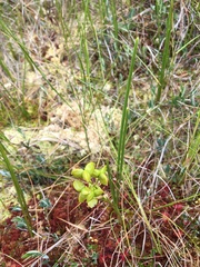 Scheuchzeria palustris
