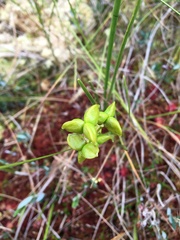 Scheuchzeria palustris